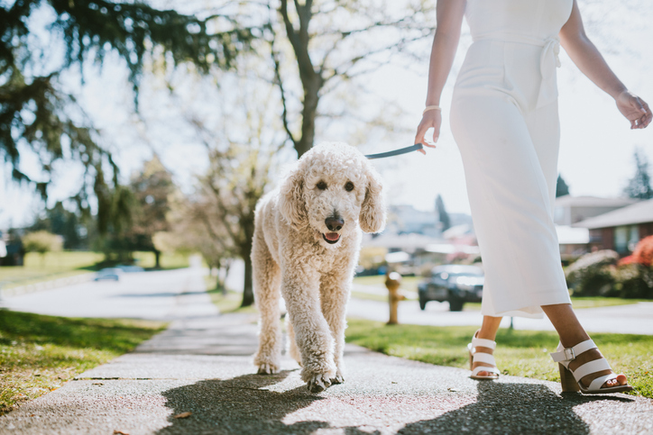 A Young Woman Taking Pet Poodle Dog For Walk