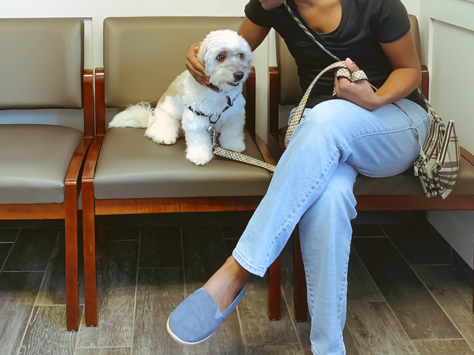 Woman Reassures Dog at Vet