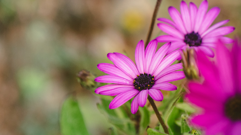 natural cold remedies adults