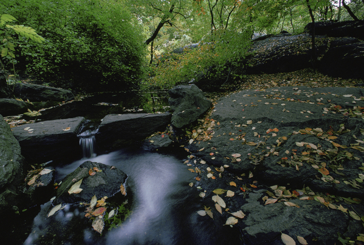 Stream in The Bramble in Central Park, New York City, USA.