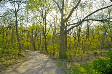 Path through the Ramble in spring, Central Park, New York, New York
