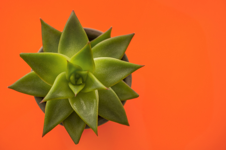 Round Rosette Succulent Plant on an Orange Background.