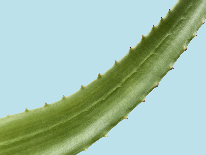 Aloe Vera leaf over a light blue background