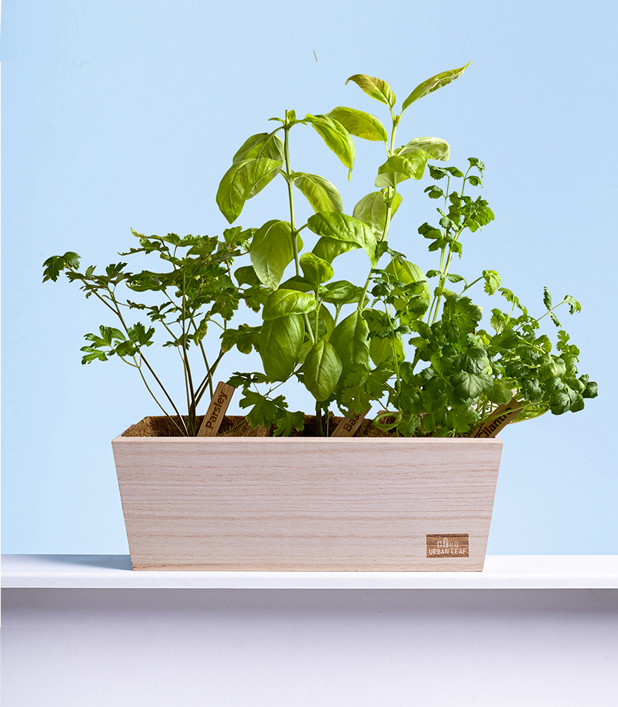 potted herb kit from Urban Leaf