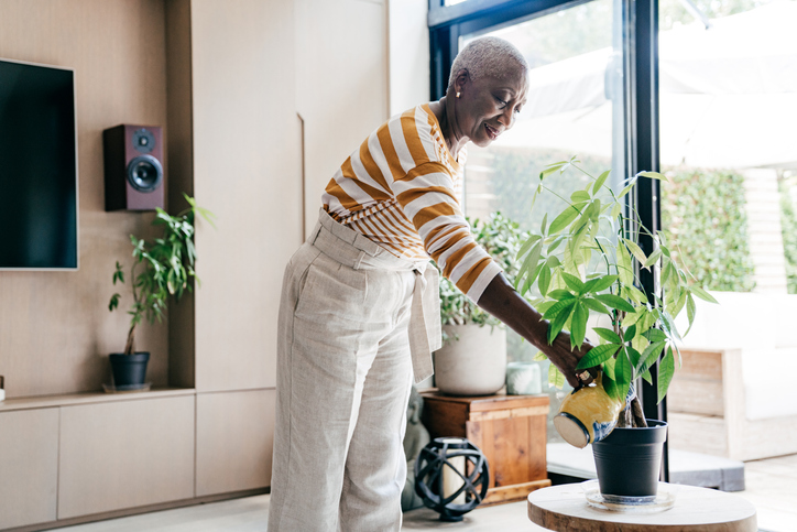 African American beautiful Senior women in her living room watering the plant
