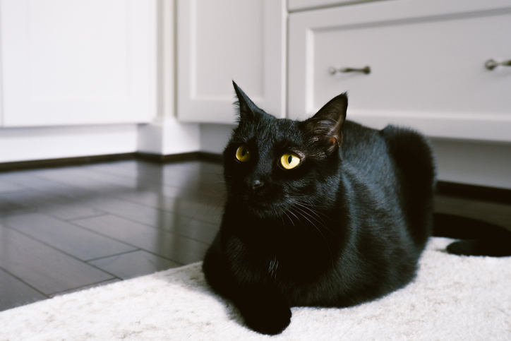 Black Cat Sits on Kitchen Floor