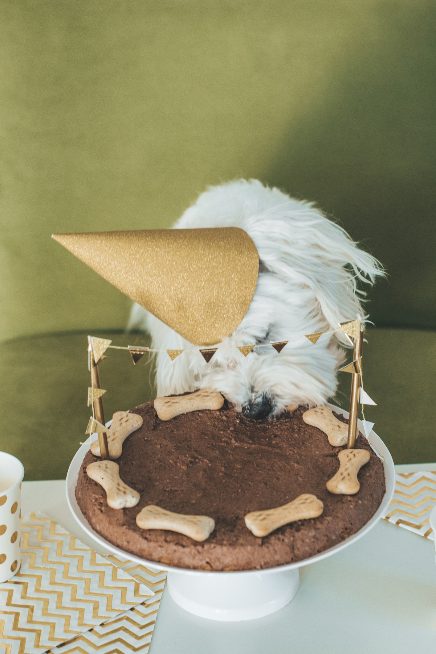 Dog eating dog cake. Dog's Birthday Party