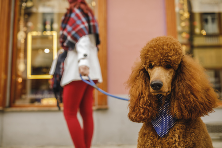 Poodle patiently waiting to go for a walk while his owner is window shopping