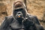 A gorilla with a carrot in its mouth making a funny gesture...