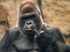 A gorilla with a carrot in its mouth making a funny gesture...
