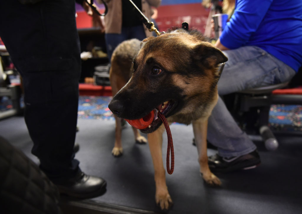 K-9 police dog Hemi. At Heister Lanes in Reading Friday evening Jan 27, 2017 for the Bark n' Bowl event held to raise money for the Reading Police department K-9 unit. Photo by Ben Hasty