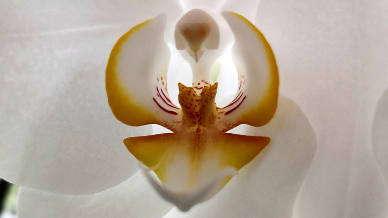 Close-Up Of White Orchid Flower