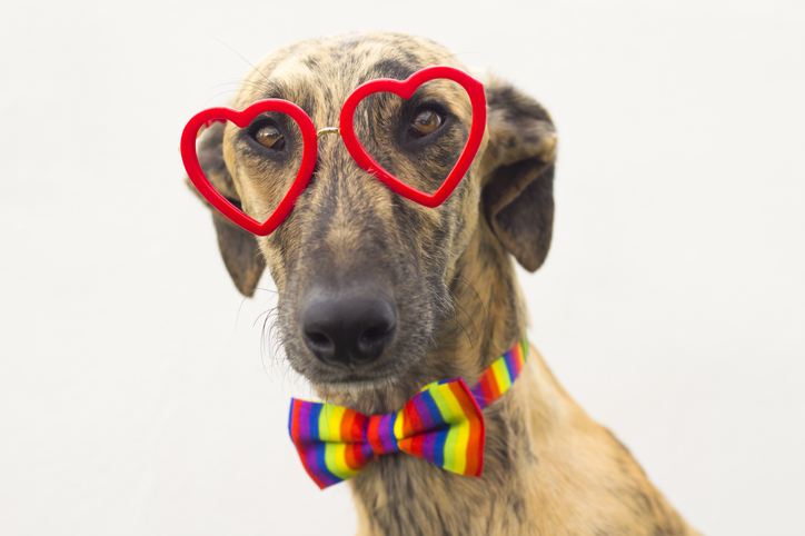 Dog with glasses of red heart and colored bow tie