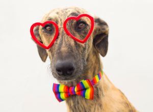 Dog with glasses of red heart and colored bow tie