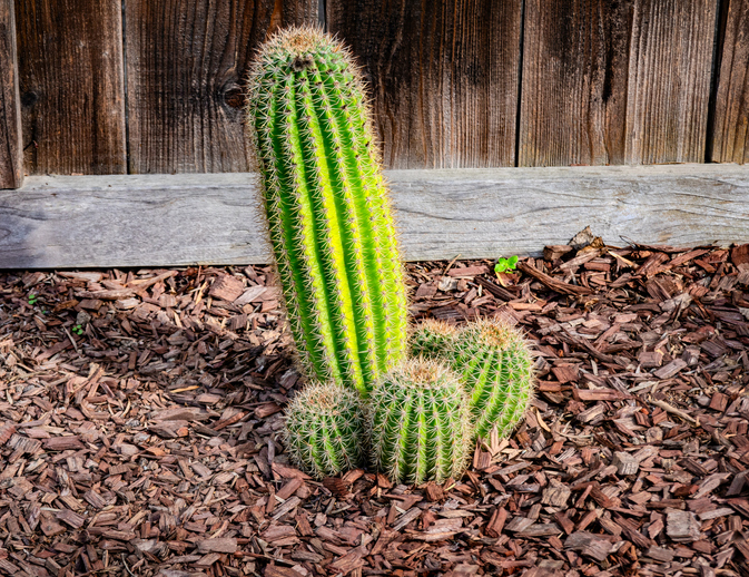 One large and three small cacti