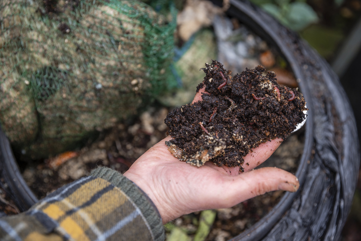 Worms in the Compost Bin