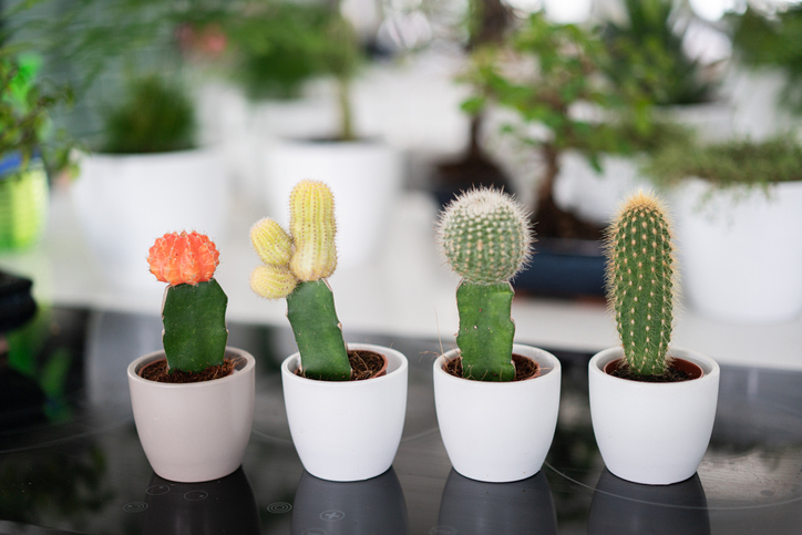 Cactus friends in row