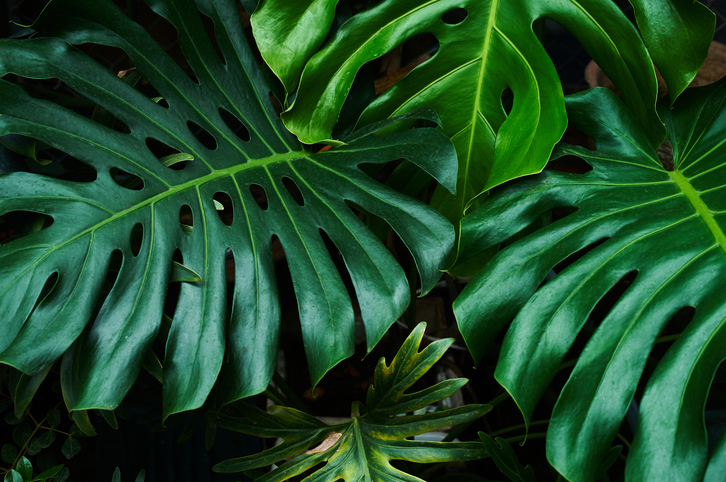 Dark green leaves of caladium in the rainforest