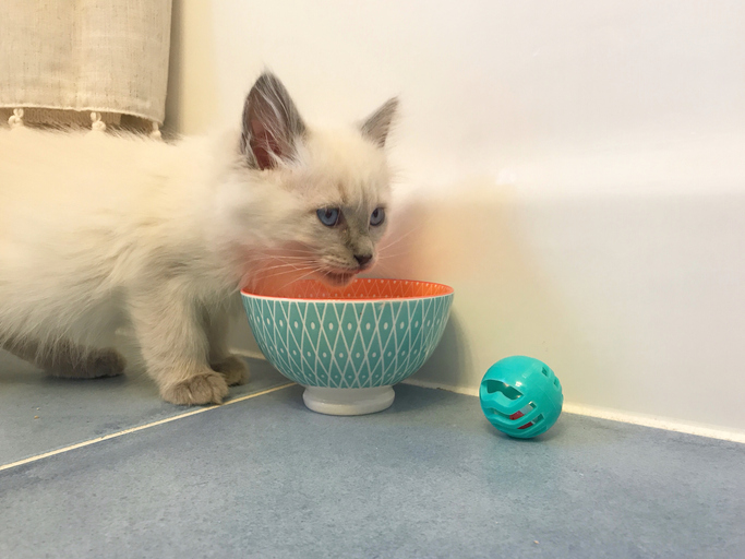 Ragdoll Kitten Drinking from a Bowl of Water