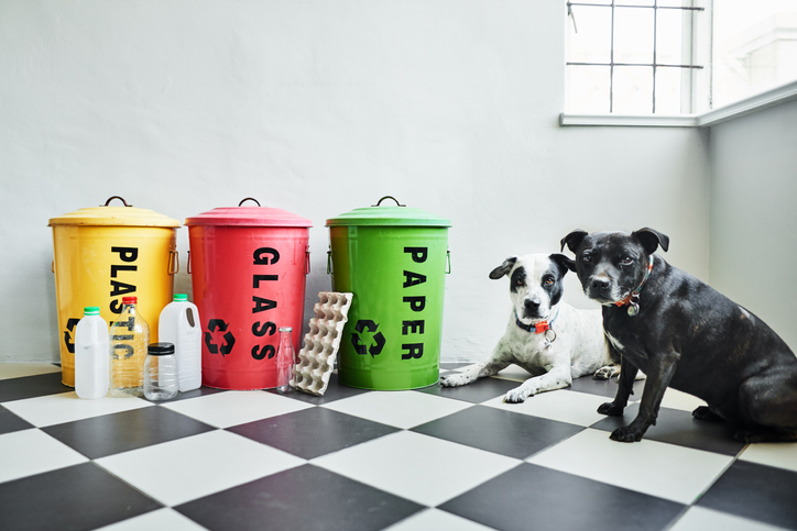 Dogs standing by color coded recycling bins in a kitchen