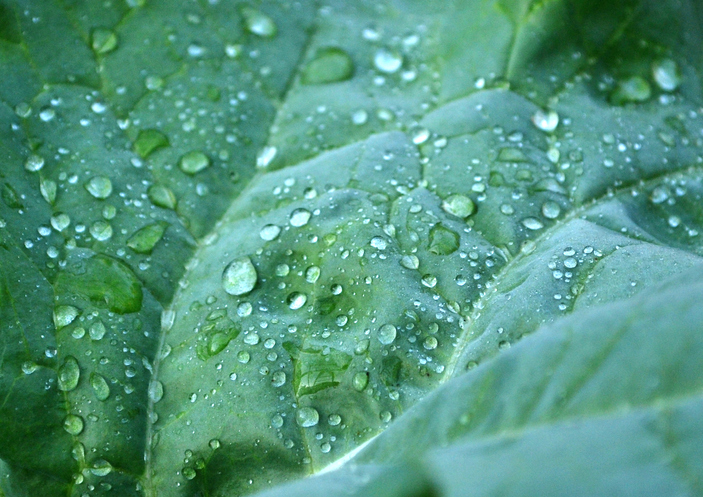 Close-Up Of Wet Leaves On Rainy Day
