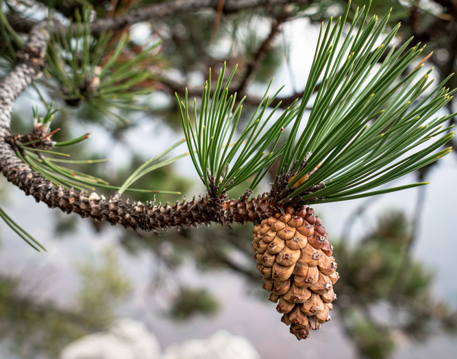 Close-up of pine tree,Tara,Mokra Gora,Serbia