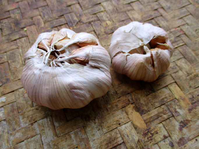 Garlic as a spice and cooking ingredient