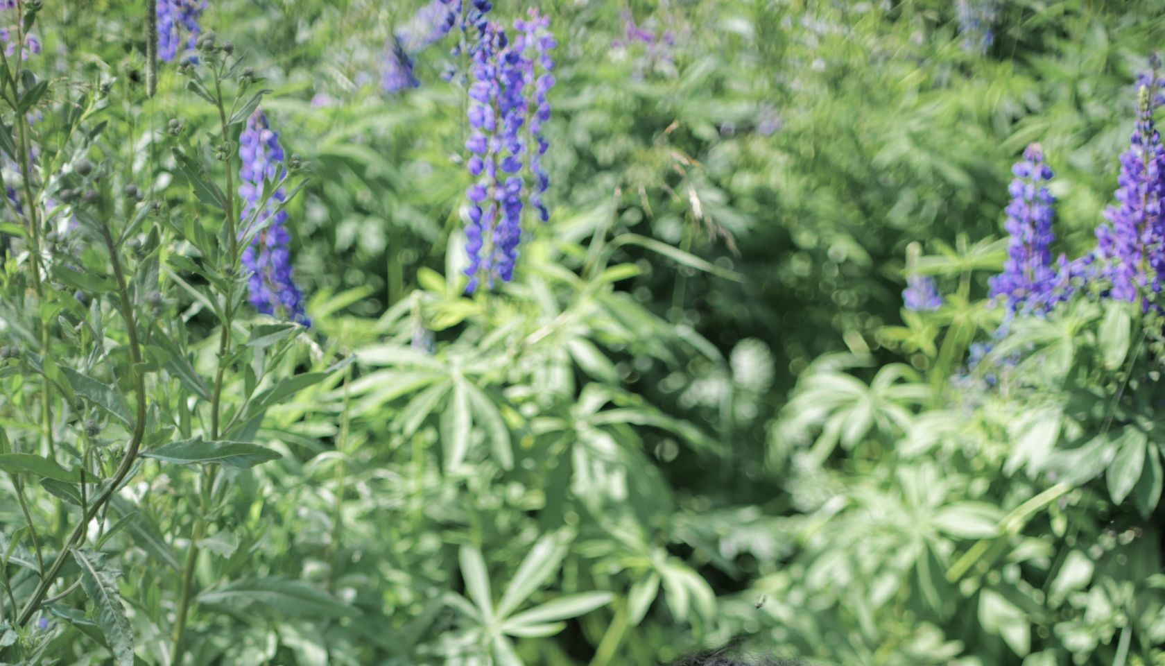 Holistic, Black women, herbs, healing, herbalism