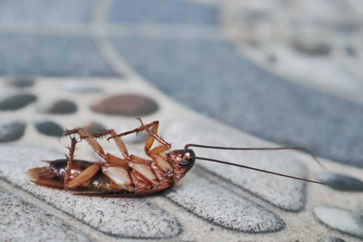 Cockroach upside down on the floor