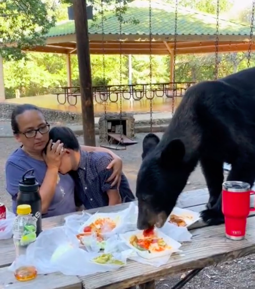 bear attack fight National park Service family food animal X dead