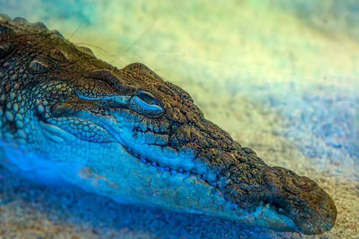 Crocodile, India, family, Vinod, child, Ravi Kumar, Savitri