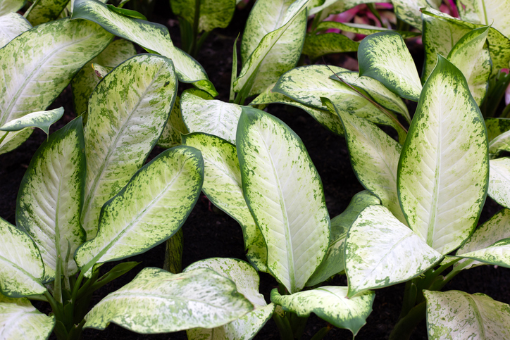 Dieffenbachia, dumb cane, slavery, calcium oxalate, Paige Tailyn Johnson, TikTok