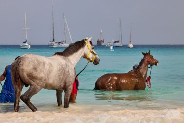 Racehorses being exercised and bathed at Pebbles Beach, Barbados