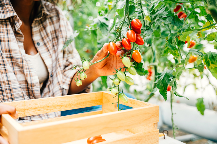 home, garden, direct, sow, seed