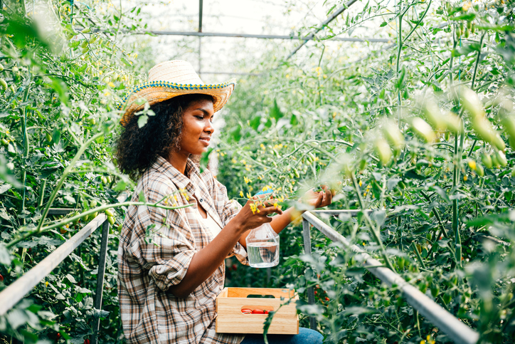 A black woman farmer uses a spray bottle to water tomato plants in a greenhouse