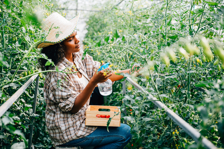 A black woman farmer uses a spray bottle to water tomato plants in a greenhouse