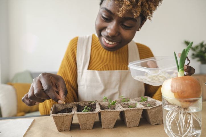 Happy woman planting sprouted lentil seeds in container at home