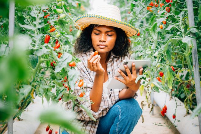 Black woman farmer uses a digital tablet to inspect tomatoes