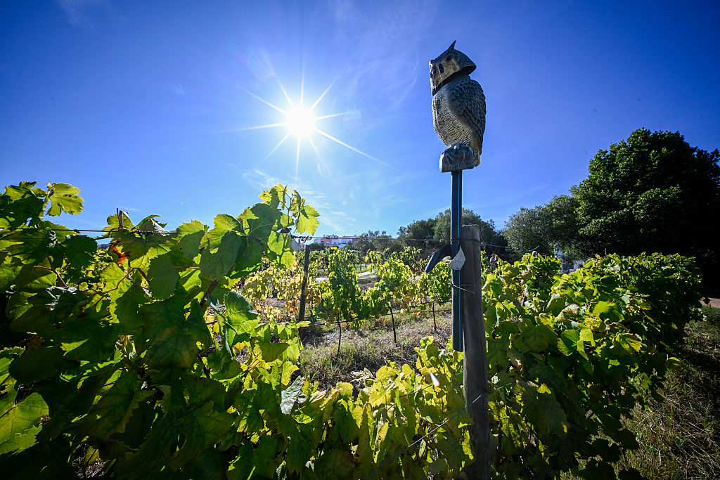 Fifth Grape Harvest At The Vineyard Of The Monastery Of Santa Maria Do Mar