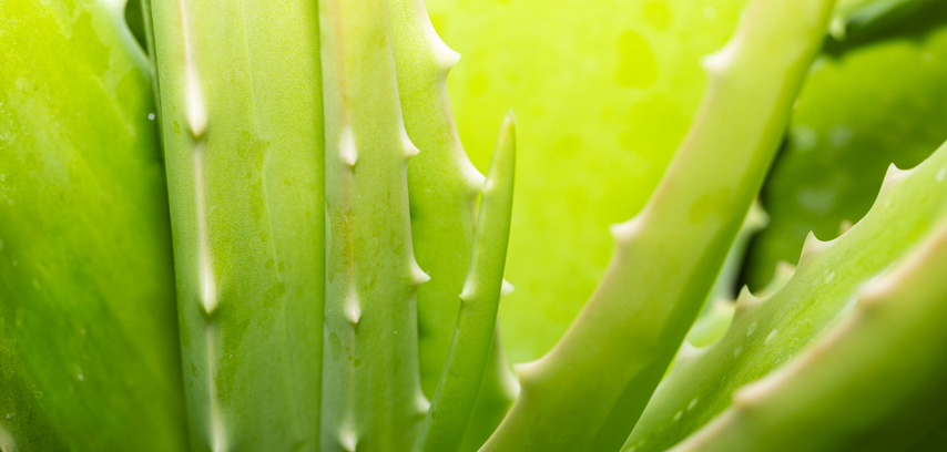 Close-up macro texture of aloe vera plant,Closeup Green Aloe vera plant - Green Desert Succulent plant Texture backdrop - Fresh Herbal houseplant.