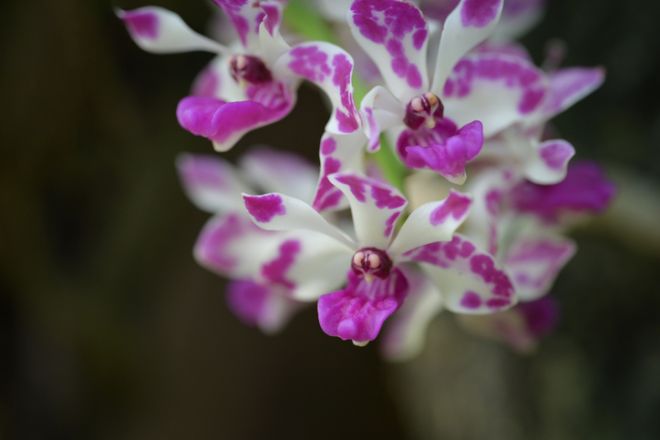 Valentine's Day, Valentine's Day Flowers, Valentine's Day Bouquet, Flowers 