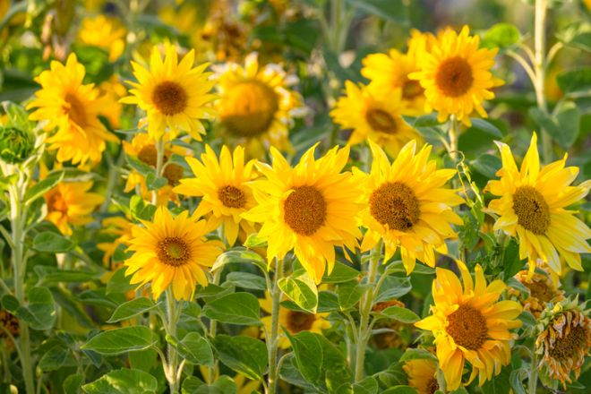 Valentine's Day, Valentine's Day Flowers, Valentine's Day Bouquet, Flowers 