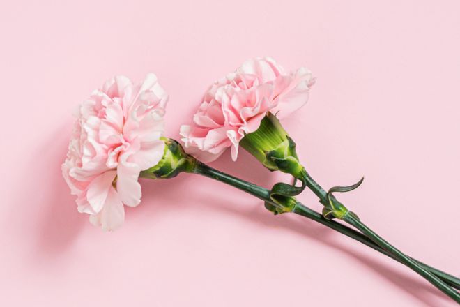 Bouquet of pink carnations on a pink background, copyspace