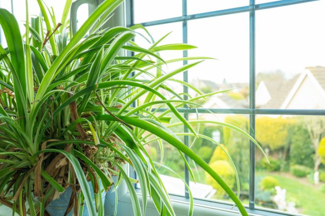 April, What to plant, plant