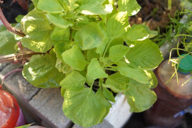 April, What to plant, plant