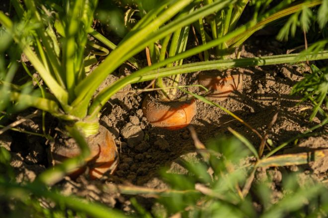 April, What to plant, plant