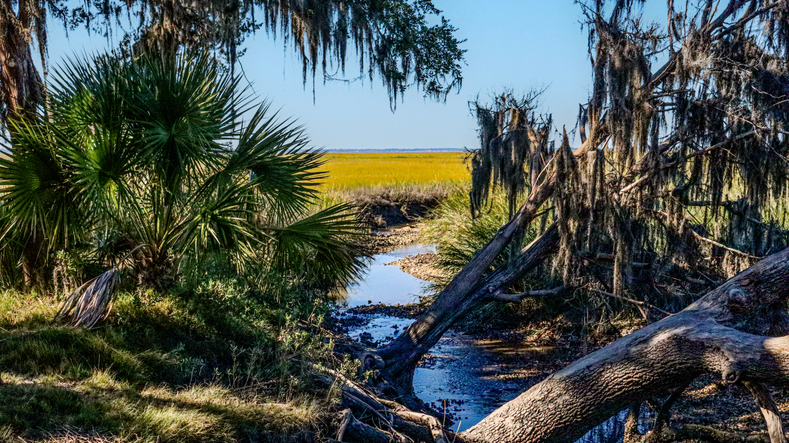 Some Marsh Coverings
