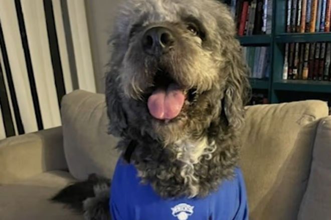 A fluffy, curly-haired dog wearing a blue shirt and sitting on a couch, with a happy, tongue-out expression.