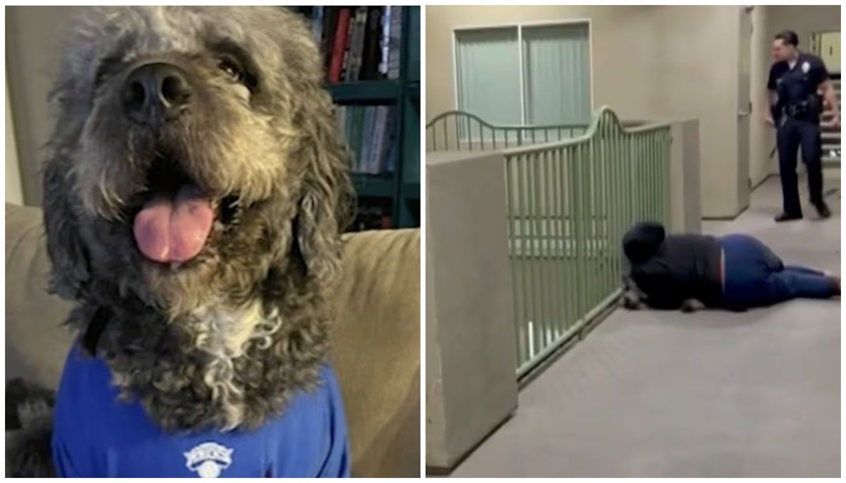 ‘He Was My Baby’ — Knicks Championship Celebration Ends In Tragedy After LAPD Fatally Shoots Dog During Noise Call
